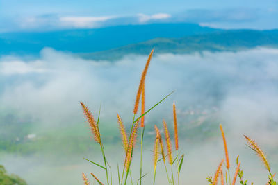 Close-up of plants against sky