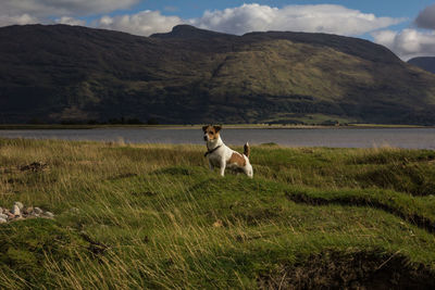 Dog on grassy field against lake