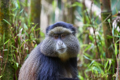 Close-up portrait of a monkey