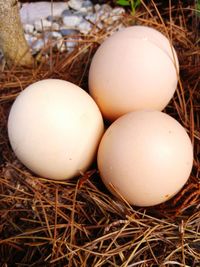 Close-up of eggs in nest