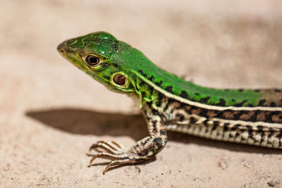 Close-up of lizard