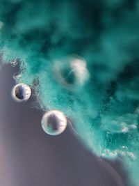 Close-up of jellyfish swimming in sea