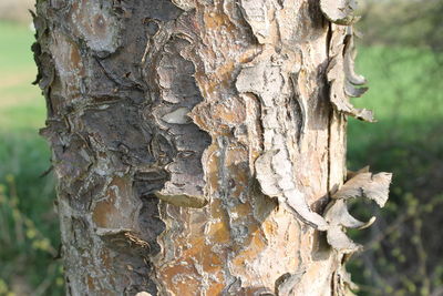 Close-up of tree trunk