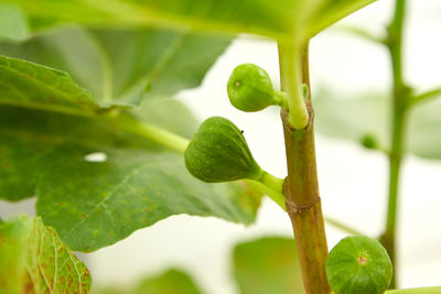 Close-up of figs growing on tree