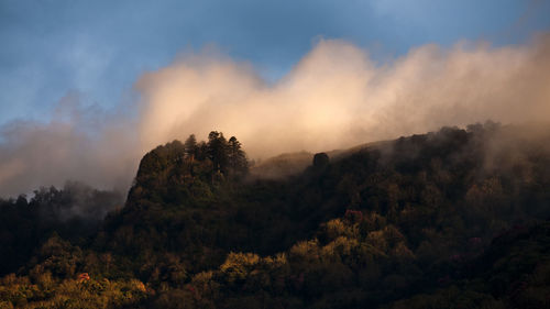 Trees growing on mountains against sky during foggy weather