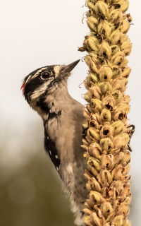 Close-up of a bird