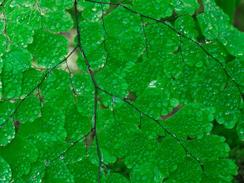 Close-up of wet plant leaves during rainy season