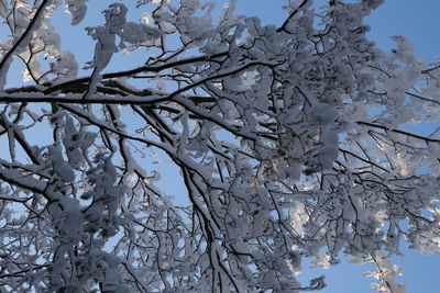 Low angle view of frozen tree against sky