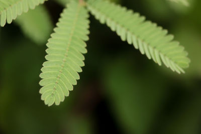 Close-up of fern leaves