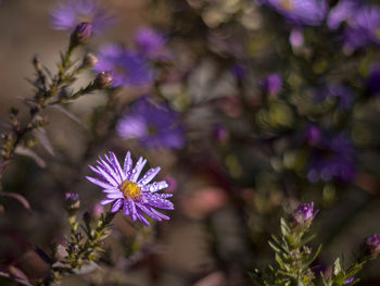 Close-up of purple flowering plants