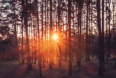 Sunlight streaming through trees in forest