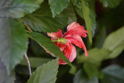 Close-up of red flowering plant