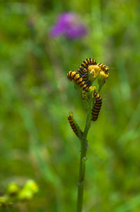 Close-up of insect on flower