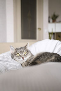 Cat relaxing on bed at home