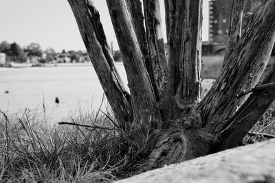 Close-up of tree trunk