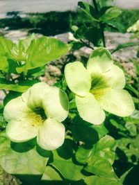 Close-up of plant