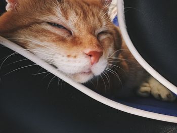 Close-up of cat sleeping