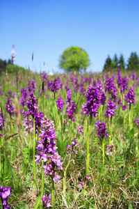 Close-up of purple flowers blooming in field