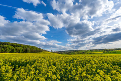 Scenic view of oilseed rape field against sky