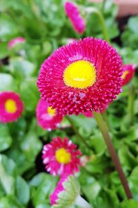 Close-up of daisy flowers
