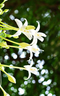 Close-up of white flowering plant