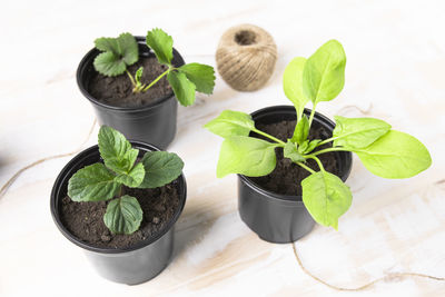 Close-up of potted plant on table