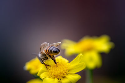Close-up of bee on yellow flower