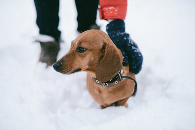 Dog in snow