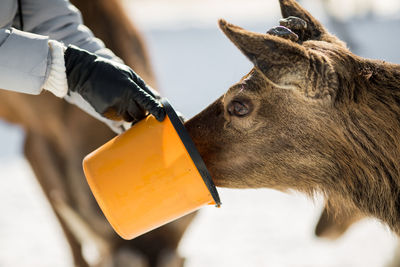 Close-up of hand holding umbrella