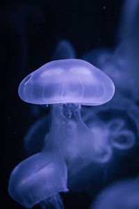 Close-up of jellyfish swimming in sea