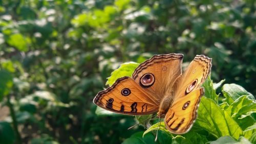 Close-up of butterfly pollinating flower