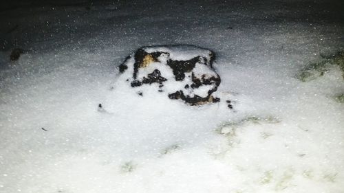 Snow covered trees