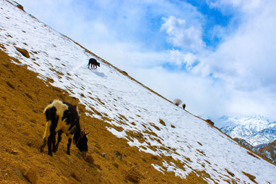 Dog on snow covered mountain against sky