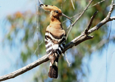 Close-up of bird perching on branch