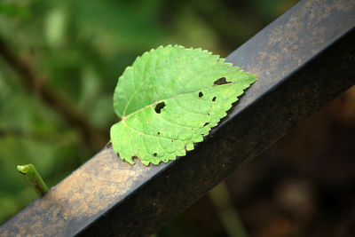 Close-up of green lizard on wood