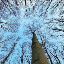 Low angle view of trees against sky