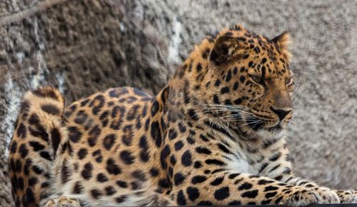 Close-up of leopard