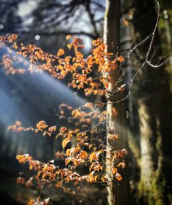 Close-up of plant growing on tree