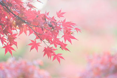 Close-up of maple leaves against blurred background