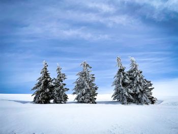 Forest of five coniferous trees covered in snow on a sunny day
