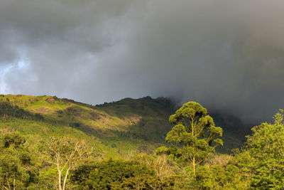 Plants growing on land against sky