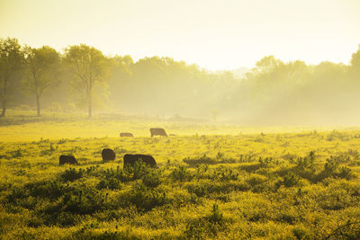 Sheep grazing on field against sky