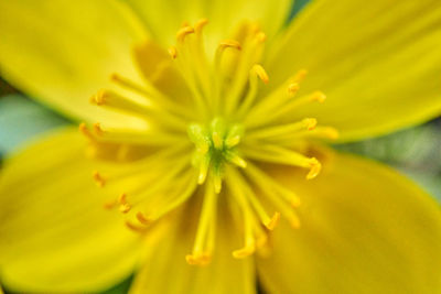 Close-up of yellow flowering plant