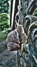 Close-up of crab on tree