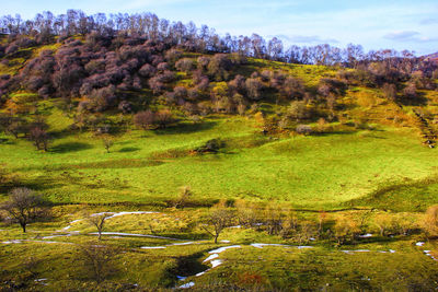 Scenic view of trees on field against sky