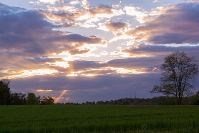 Scenic view of field against sky during sunset