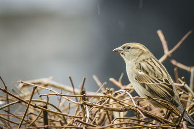 Close-up of bird perching on branch