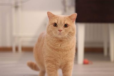 British shorthaired cat 