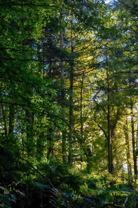 Trees in forest