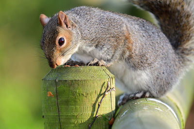 Portrait of a grey squirrel eating a nut off of a wooden post